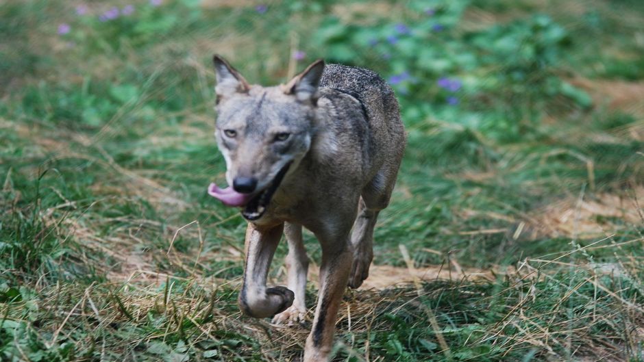 Lobo Italiano.   - FRANCIA