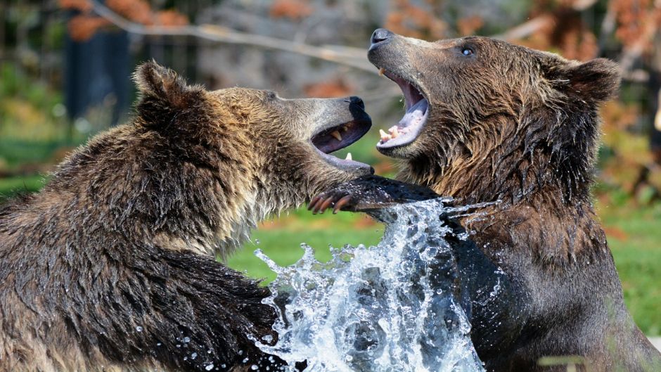 Oso Grizzly.   - CANADA