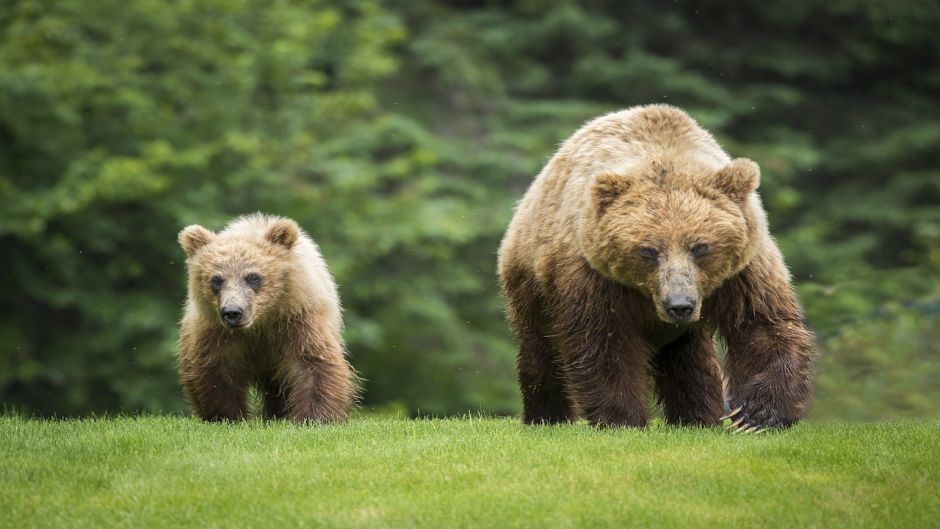 Oso Grizzly.   - MEXICO