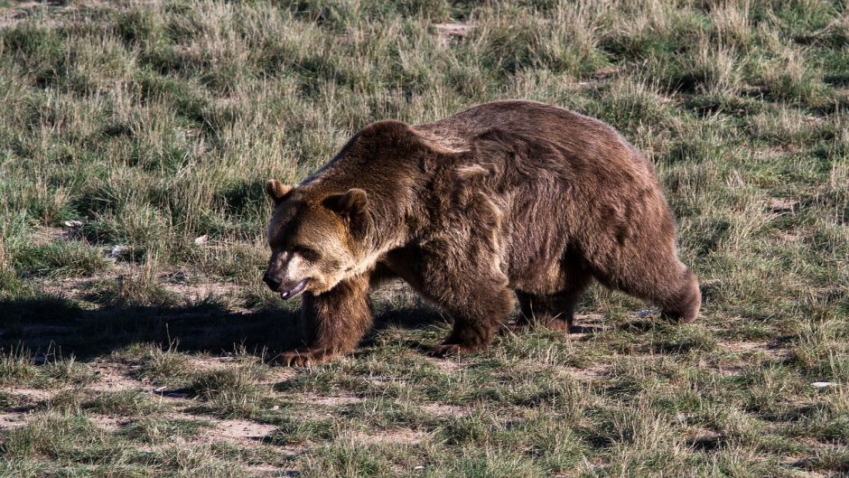 Oso Grizzly.   - MEXICO