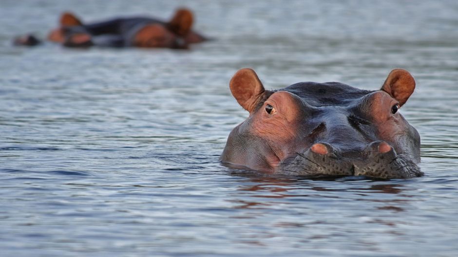 Hipopotamo.   - 