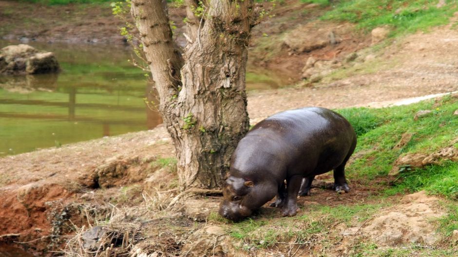 Hipopótamo pigmeo.   - 