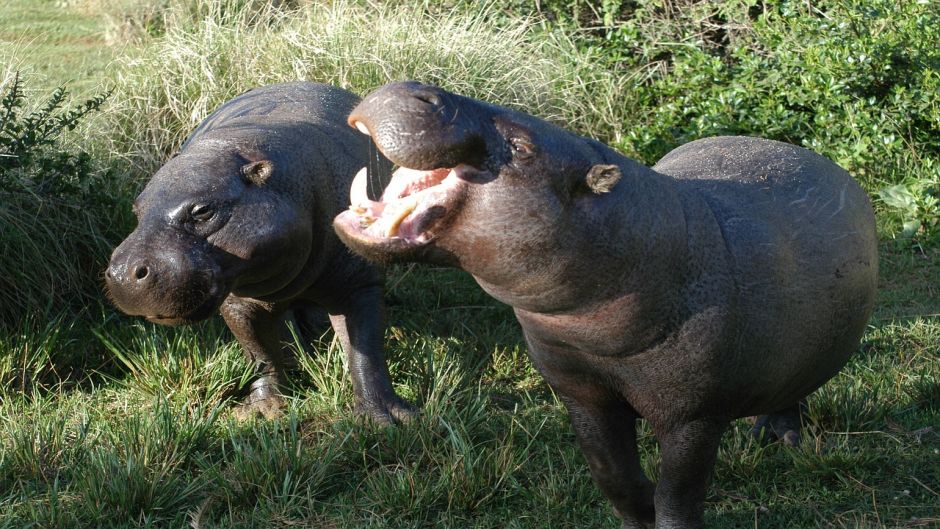 Hipopótamo pigmeo.   - SUD AFRICA