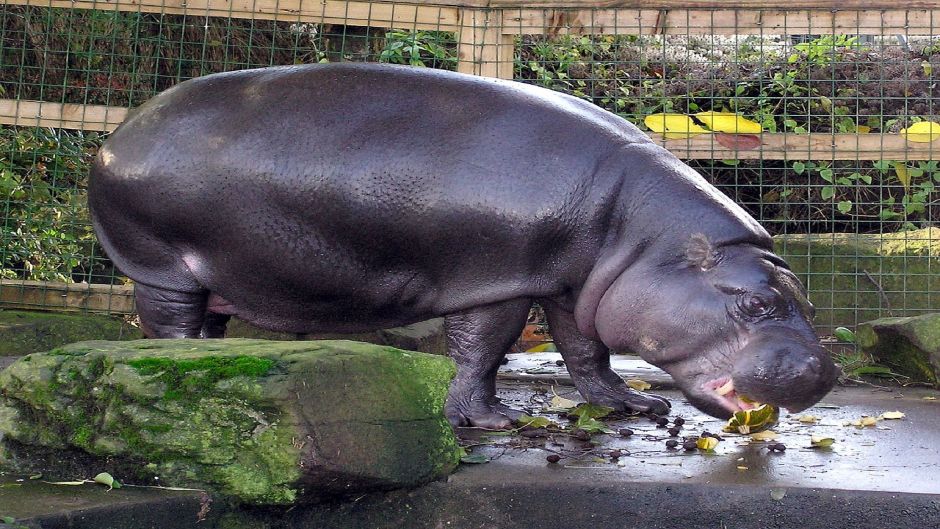 Hipopótamo pigmeo.   - 