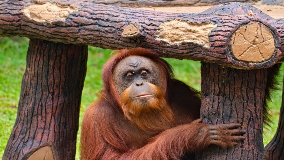 Orangután de Borneo.   - 