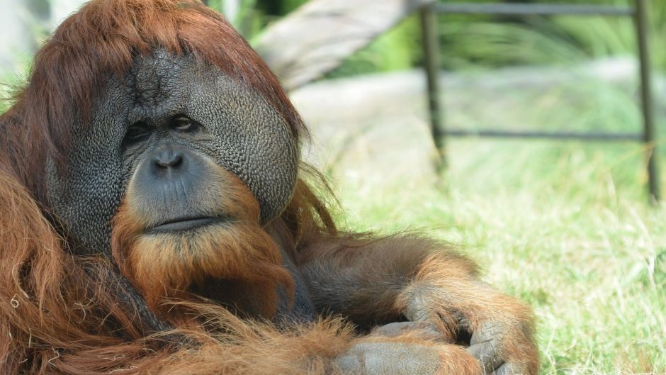 Orangután de Borneo.   - 