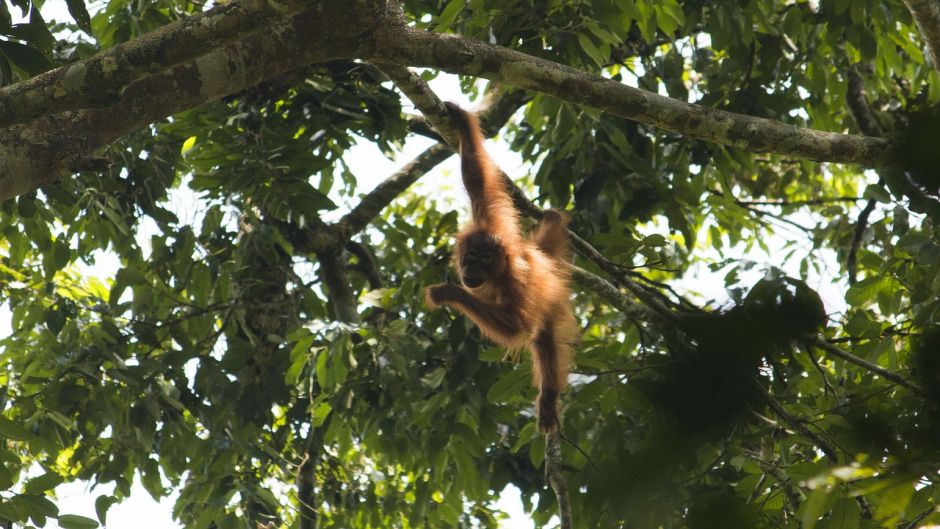 Orangután de Borneo.   - 