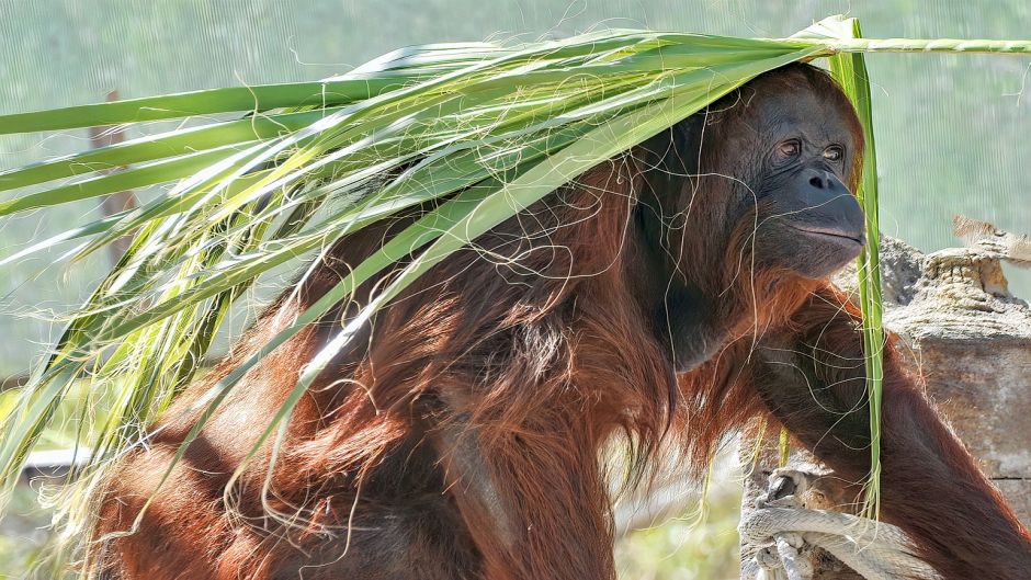 Orangután de Borneo.   - 