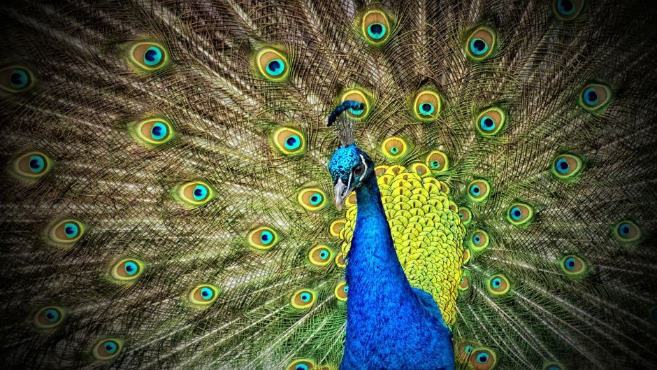 Pavo Real.   - INDIA