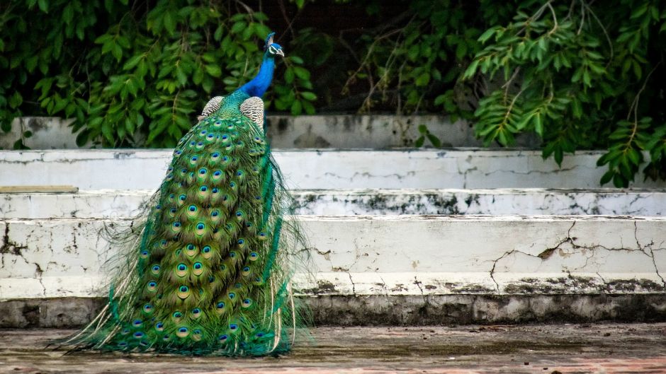 Pavo Real.   - CHINA