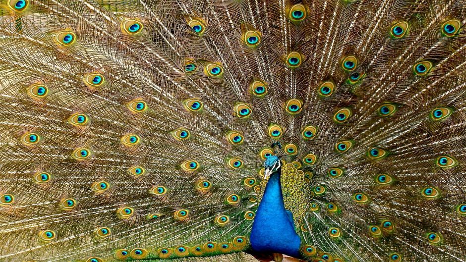 Pavo Real.   - CHINA