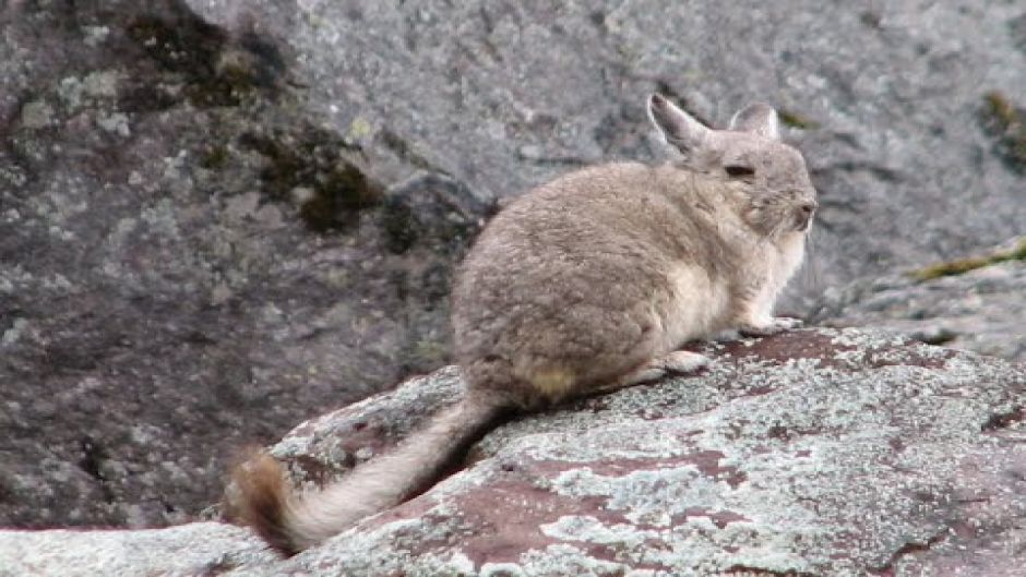 Vizcacha norteña.   - CHILE