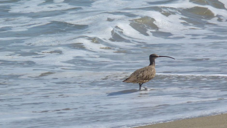 Zarapito, Guia de Fauna. RutaChile.   - LUXEMBURGO