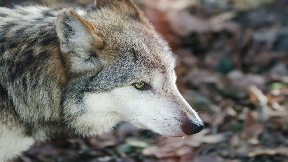 Lobo Mexicano.   - MEXICO