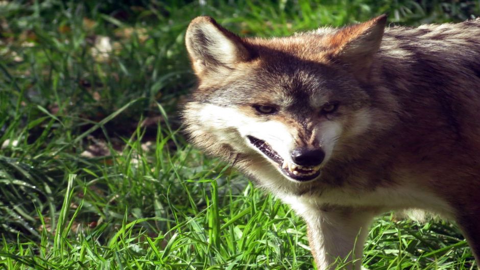 Lobo Mexicano.   - MEXICO