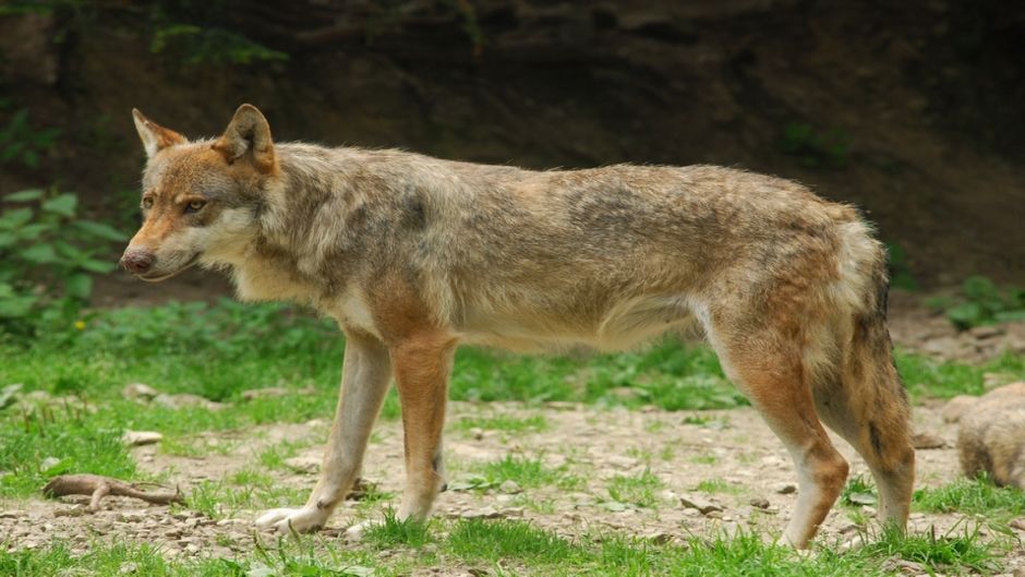 Lobo Italiano.   - ITALIA