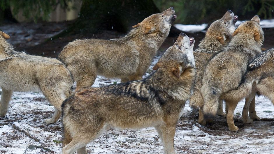 Lobo Italiano.   - SUIZA