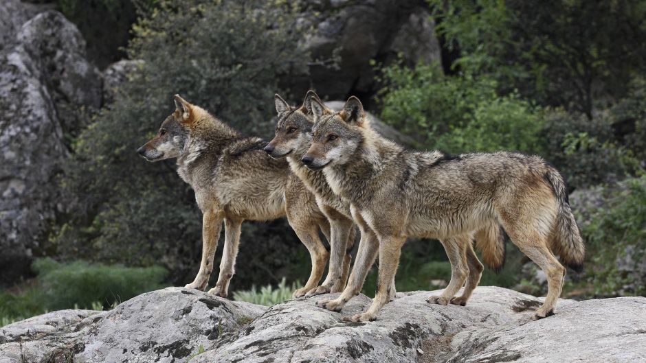 Lobo Italiano.   - 