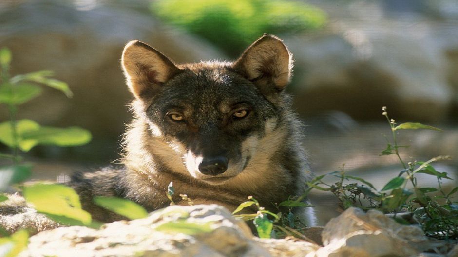 Lobo Italiano.   - ITALIA