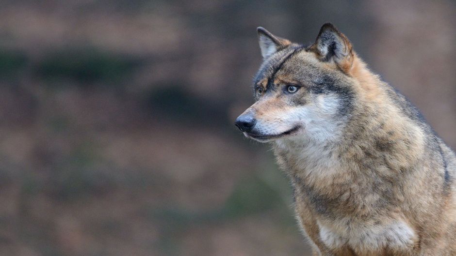 Lobo Italiano.   - ESPAA