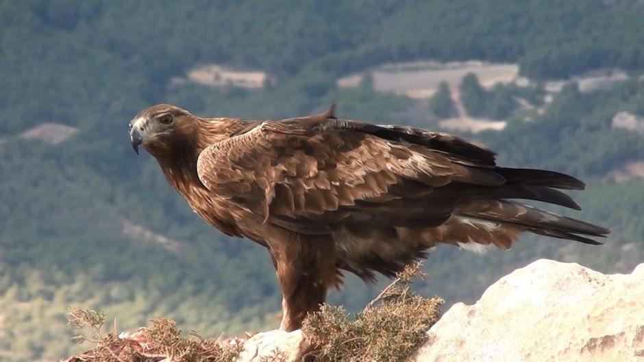 Aguila real.   - JAPON