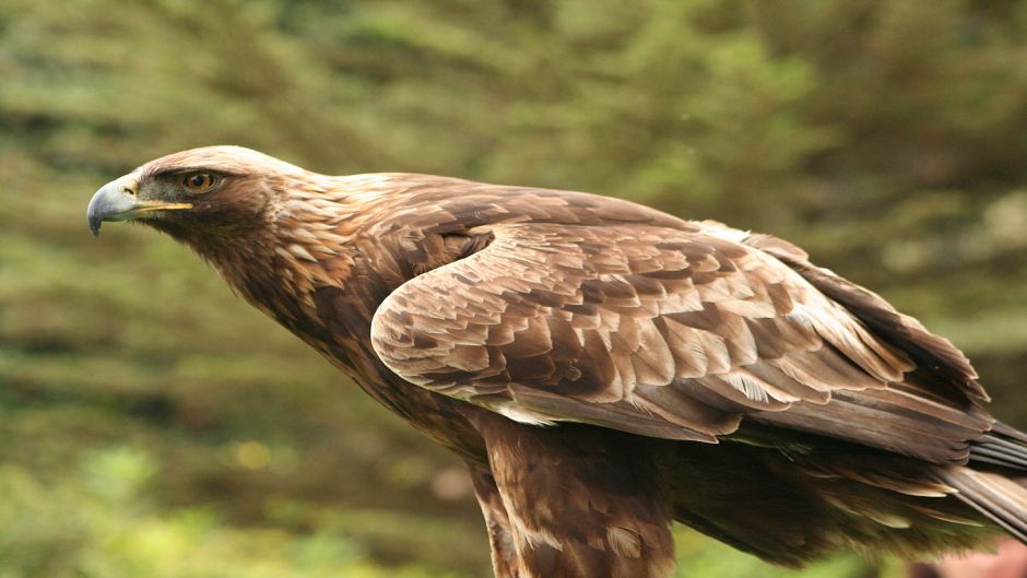 Aguila real.   - CANADA