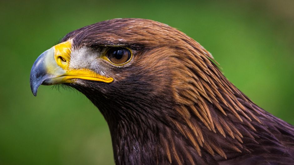 Aguila real.   - JAPON