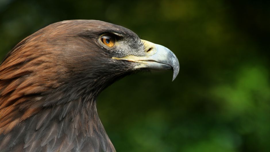Aguila real.   - JAPON