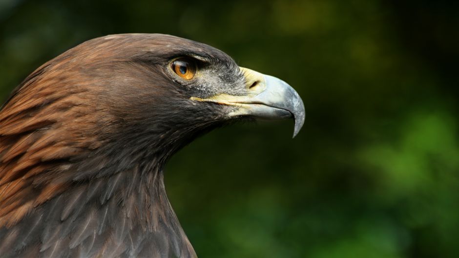 Aguila real.   - CANADA