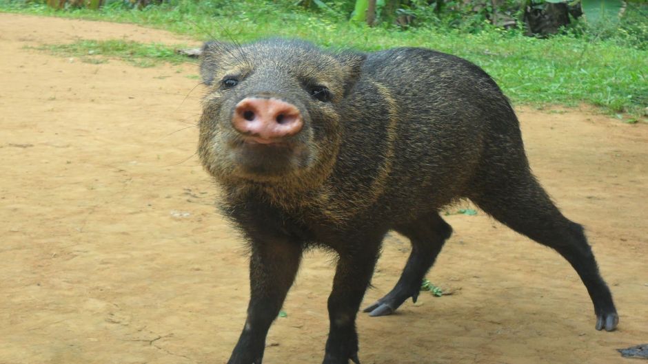 Pecarí de collar.   - HONDURAS