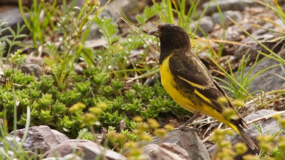 Jilguero Cordillerano, Guia de Fauna. RutaChile.   - CHILE