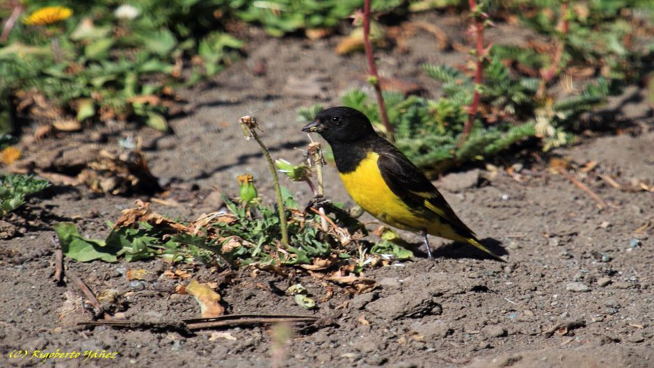 Jilguero Cordillerano, Guia de Fauna. RutaChile.   - 