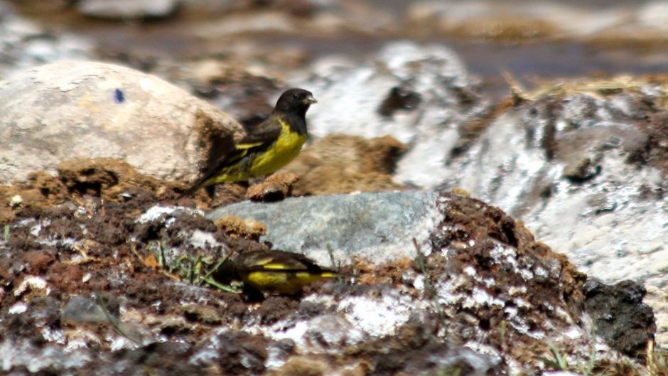 Jilguero Cordillerano, Guia de Fauna. RutaChile.   - ARGENTINA