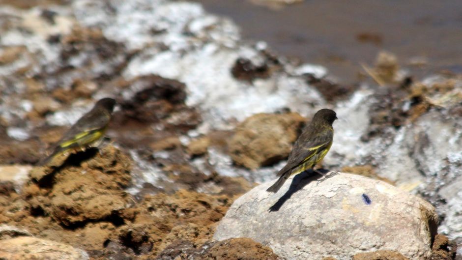 Jilguero Cordillerano, Guia de Fauna. RutaChile.   - CHILE