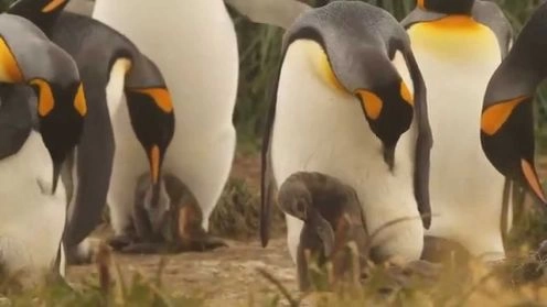 Parque Pinguino Rey, Punta Arenas