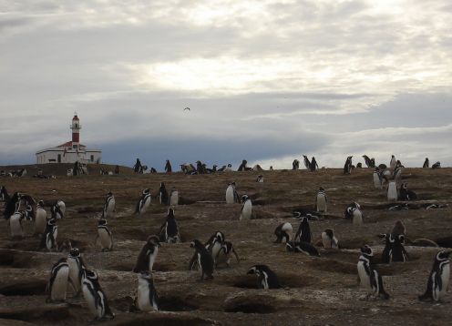 Faro Isla Magdalena, Punta Arenas