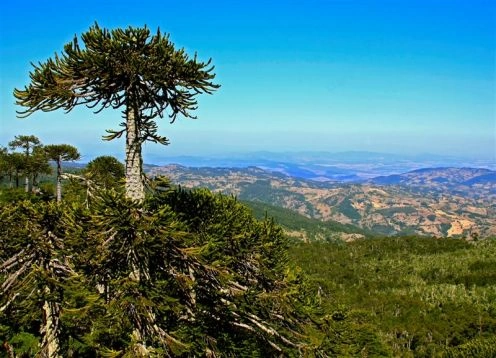 Parque Nacional Nahuelbuta