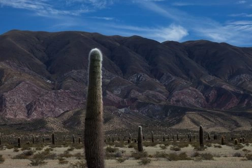 Parque Nacional Los Cardones