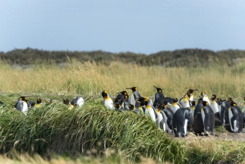 Parque Nacional Isla Magdalena, Punta Arenas