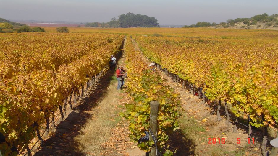 RUTA DEL VINO - VALLE DE CURICO, , 