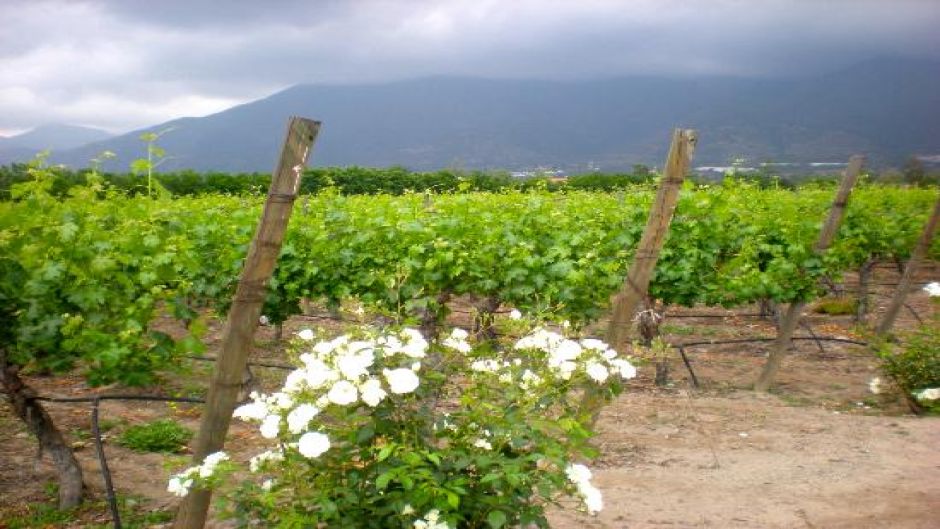 RUTA DEL VINO - VALLE DEL MAIPO EN CHILE, , 