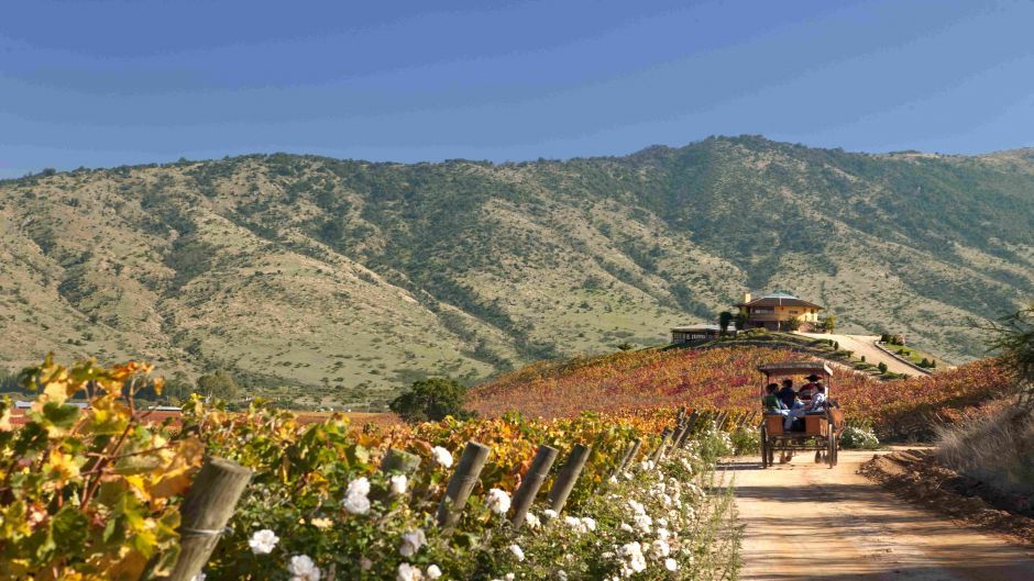 RUTA DEL VINO - VALLE DE CURICO, , 