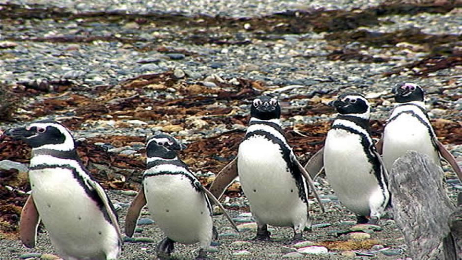 PUNTA ARENAS Y PINGUINOS, , 