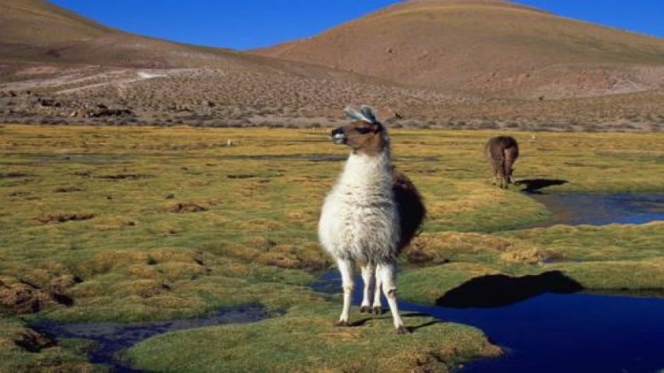 CONOCIENDO SAN PEDRO DE ATACAMA, , 