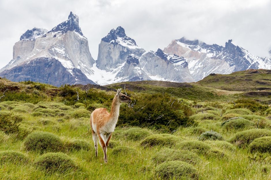 TORRES DEL PAINE SUPER ECONOMICO, , 