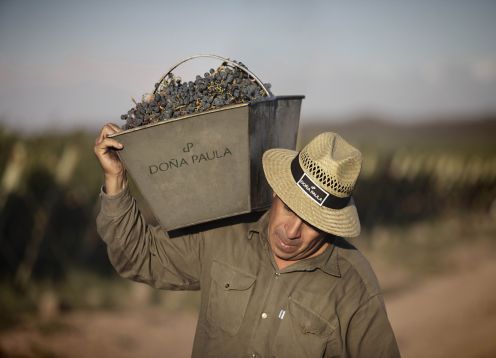 MENDOZA Y SUS VINOS