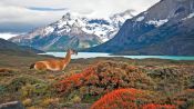 SANTIAGO Y TORRES DEL PAINE, , 