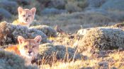 TORRES DEL PAINE SUPER ECONOMICO, , 