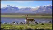 PARQUE NACIONAL LAUCA Y SALAR DE SURIRE, , 