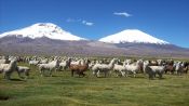 PARQUE NACIONAL LAUCA Y SALAR DE SURIRE, , 